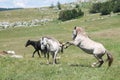 Wild Horses Fight