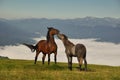 Wild Horses Royalty Free Stock Photo