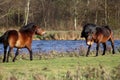 Wild horses fighting Royalty Free Stock Photo