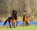 Wild horses fighting Royalty Free Stock Photo