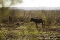 Wild Horses in Florida Royalty Free Stock Photo