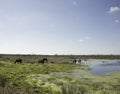 Wild Horses in Florida Royalty Free Stock Photo