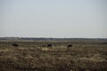 Wild Horses in Florida Royalty Free Stock Photo