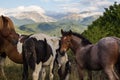 Wild horses free in the park