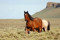 Wild Horses in front of Pilot Butte Royalty Free Stock Photo