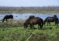 Wild Horses in Gainesville, FL Royalty Free Stock Photo