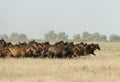 Wild Horses at a gallop Royalty Free Stock Photo