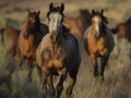 Wild horses galloping across the steppe Royalty Free Stock Photo