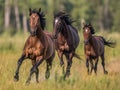 Wild horses galloping across the steppe Royalty Free Stock Photo