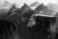 Wild horses gallop on a dusty area, close up, black and white photography