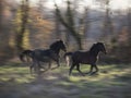 Wild horses galloping across the steppe Royalty Free Stock Photo