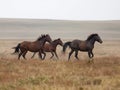 Wild horses galloping across the steppe Royalty Free Stock Photo