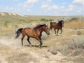 Wild horses galloping across the steppe Royalty Free Stock Photo