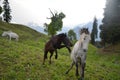 Wild horses galloping in a field Royalty Free Stock Photo