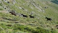 Wild horses - Gennargentu National Park Royalty Free Stock Photo