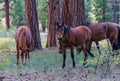 Wild Horses at South Rim Grand Canyon National Park