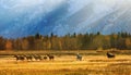 Wild horses in Grand Teton