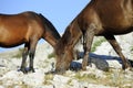 Wild horses graze