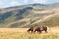 Wild horses graze against the Carpathian mountains. Royalty Free Stock Photo