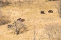 Wild horses graze in dry autumn field Royalty Free Stock Photo