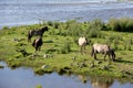 Wild horses graze and eat grass in the meadow on lake, Latvia Royalty Free Stock Photo