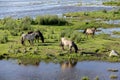 Wild horses graze and eat grass in the meadow on lake, Latvia Royalty Free Stock Photo