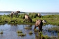 Wild horses graze and eat grass in the meadow on lake, Latvia Royalty Free Stock Photo