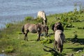 Wild horses graze and eat grass in the meadow on lake, Latvia Royalty Free Stock Photo