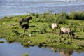 Wild horses graze and eat grass in the meadow on lake, Latvia Royalty Free Stock Photo