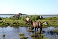 Wild horses graze and eat grass in the meadow on lake, Latvia Royalty Free Stock Photo