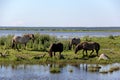 Wild horses graze and eat grass in the meadow on lake, Latvia Royalty Free Stock Photo