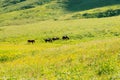 Wild horses graze in a meadow in nature in the mountains, eating green grass Royalty Free Stock Photo