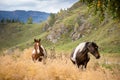 Wild horses graze in the mountains Royalty Free Stock Photo