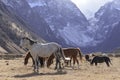 Wild horses graze in the snowy mountains on a Sunny autumn