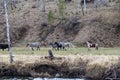 Wild horses graze after a winter mountains Royalty Free Stock Photo