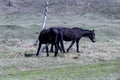 Wild horses graze after a winter Royalty Free Stock Photo