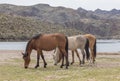 Wild Horses Grazing in the Arizona Desert Royalty Free Stock Photo