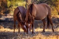 Wild horses grazing along the Salt River Royalty Free Stock Photo