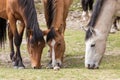 Wild Horses Grazing in the Arizona Desert Royalty Free Stock Photo