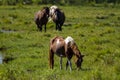 Wild horses grazing in Assateague ISland Royalty Free Stock Photo