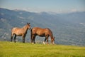 Wild Horses Royalty Free Stock Photo