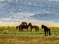 Wild Horses Grazing On Blm Land with Sage brush, cloudy sky, white clouds and rocky hills, California Royalty Free Stock Photo