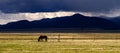 Wild Horses Grazing On Blm Land with Sage brush, cloudy sky, white clouds and rocky hills, California Royalty Free Stock Photo