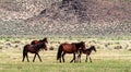 Wild Horses Grazing On Blm Land with Sage brush, cloudy sky, white clouds and rocky hills, California Royalty Free Stock Photo