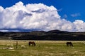 Wild Horses Grazing On Blm Land with Sage brush, cloudy sky, white clouds and rocky hills, California Royalty Free Stock Photo