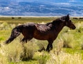 Wild Horses Grazing On Blm Land with Sage brush, cloudy sky, white clouds and rocky hills, California Royalty Free Stock Photo