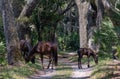 Wild horses grazing at Cumberland Island National Seashore. Royalty Free Stock Photo