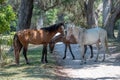 Wild horses grazing by a trail at Cumberland Island National Seashore. Royalty Free Stock Photo