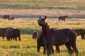Wild horses grazing in a field at sunrise Royalty Free Stock Photo