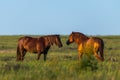 Wild horses grazing in a field at sunrise Royalty Free Stock Photo